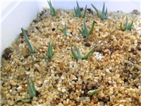 6b839f1d-agave ferdinandi-regis.JPG